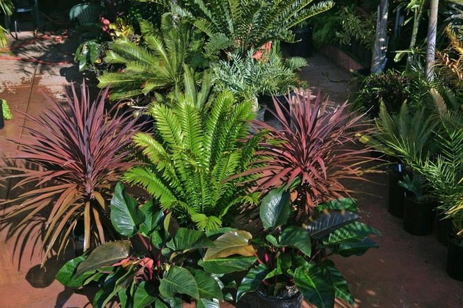 Tropical landscaping ideas Australia