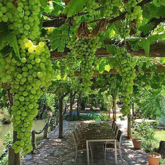 1699716760_grape-arbor.jpg