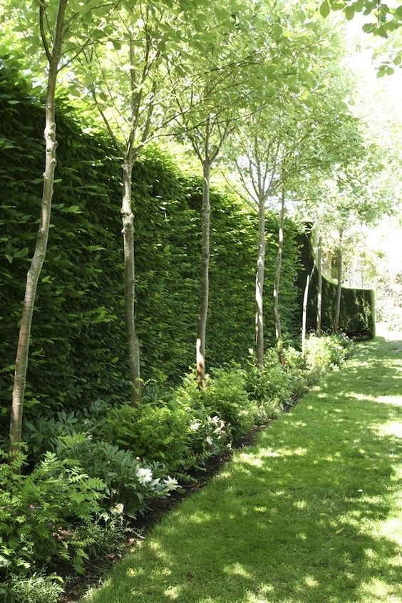 The Benefits of Garden Hedges