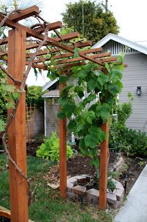 Why you should build grape
arbor