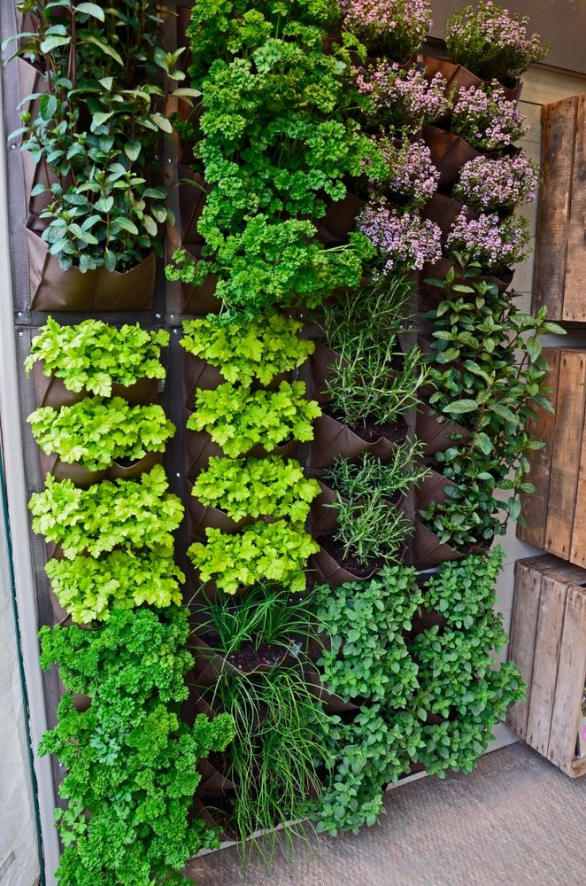 How to Grow Vegetables in
Vertical Garden