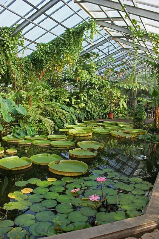 Add the Natural Beauty of
Nature to your Home by Adding a Backyard Pond