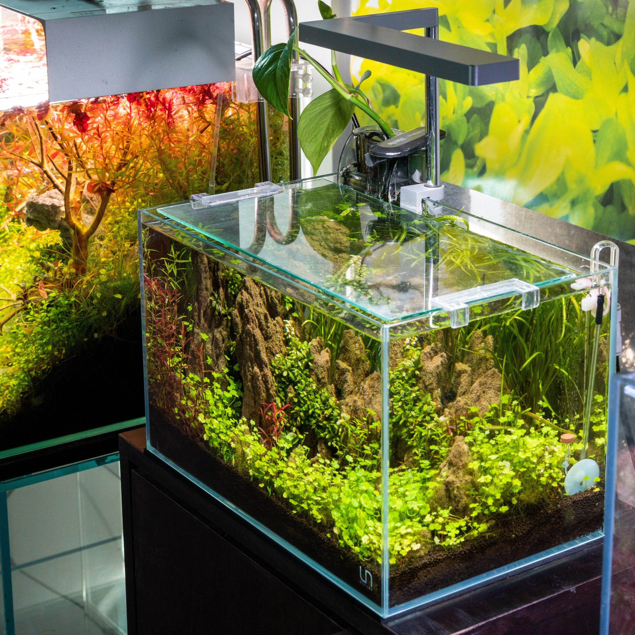 Rimless Aquarium – Buying Guide