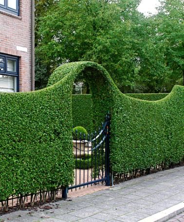 The Benefits of Garden Hedges