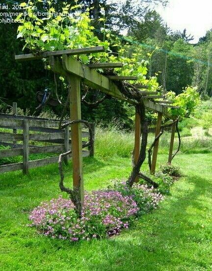 1699743939_grape-arbor.jpg