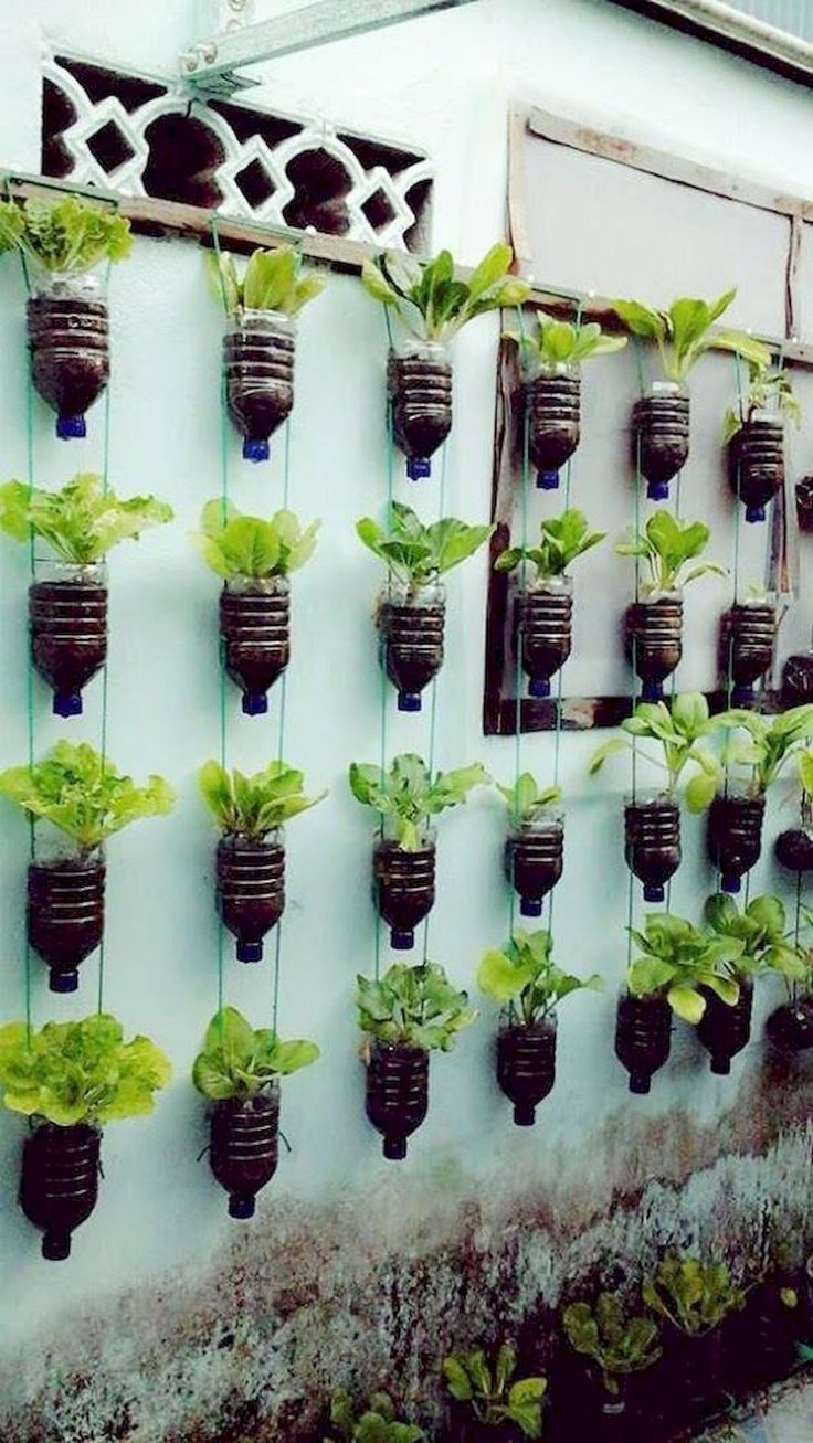 How to Grow Vegetables in
Vertical Garden