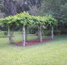 Why you should build grape
arbor