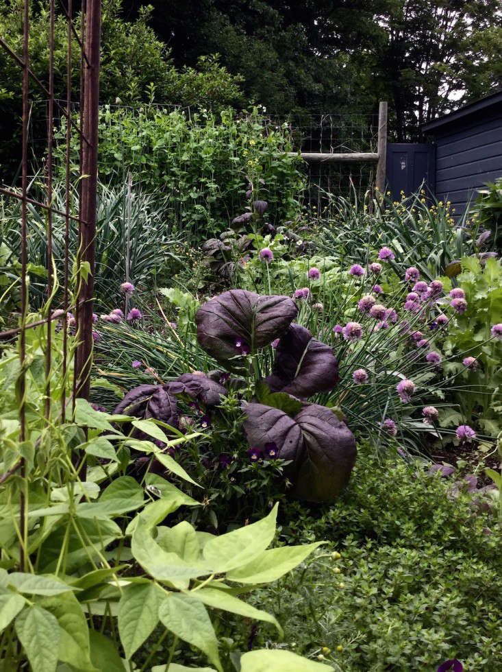 Characteristics of the edible
landscaping