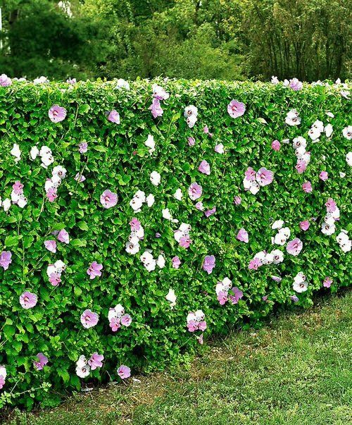 The Benefits of Garden Hedges