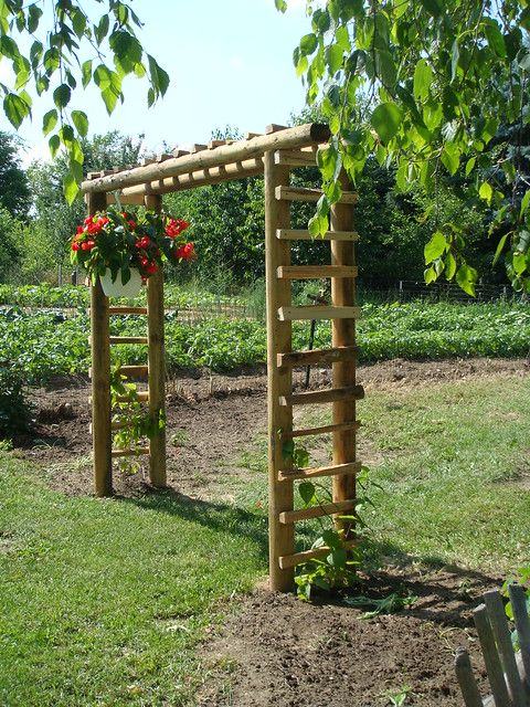 Why you should build grape
arbor