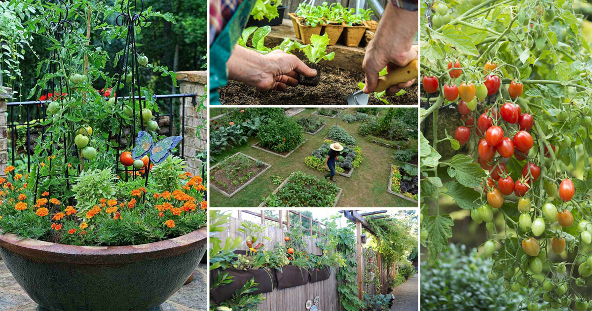 12 great tips for starting a kitchen garden every beginner should know! DQTGHPL