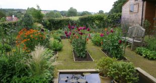 annie guilfoyleu0027s kitchen garden includes beds of colorful dahlias. MTJEXDV