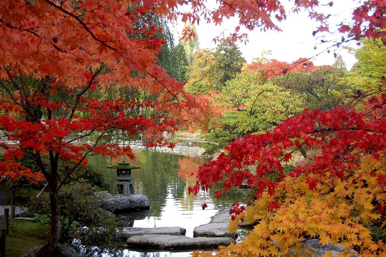 autumn at the seattle japanese garden LLCJZEP