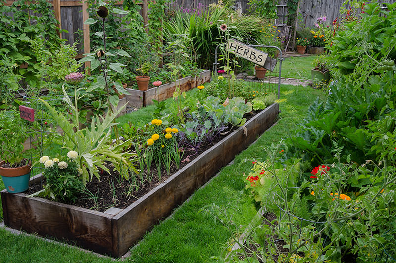 backyard garden are backyard gardens a weapon against climate change? KXWUEHG