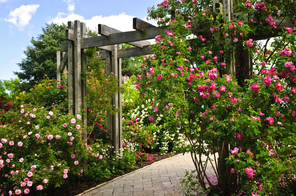 backyard garden ideas 11. flowers with pergola RIKBQFU