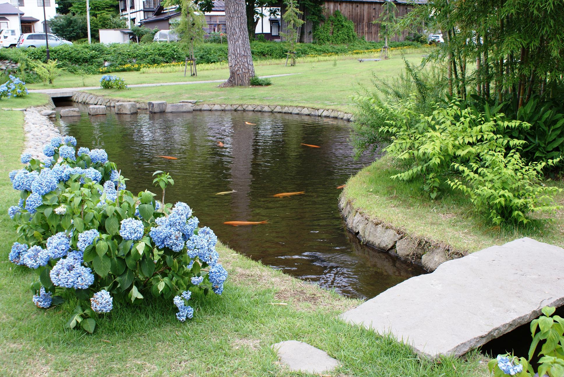 backyard pond backyard fish farming - raise fish in your home pond TFURNVT