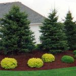 beautiful evergreen landscaping FYDYXLN