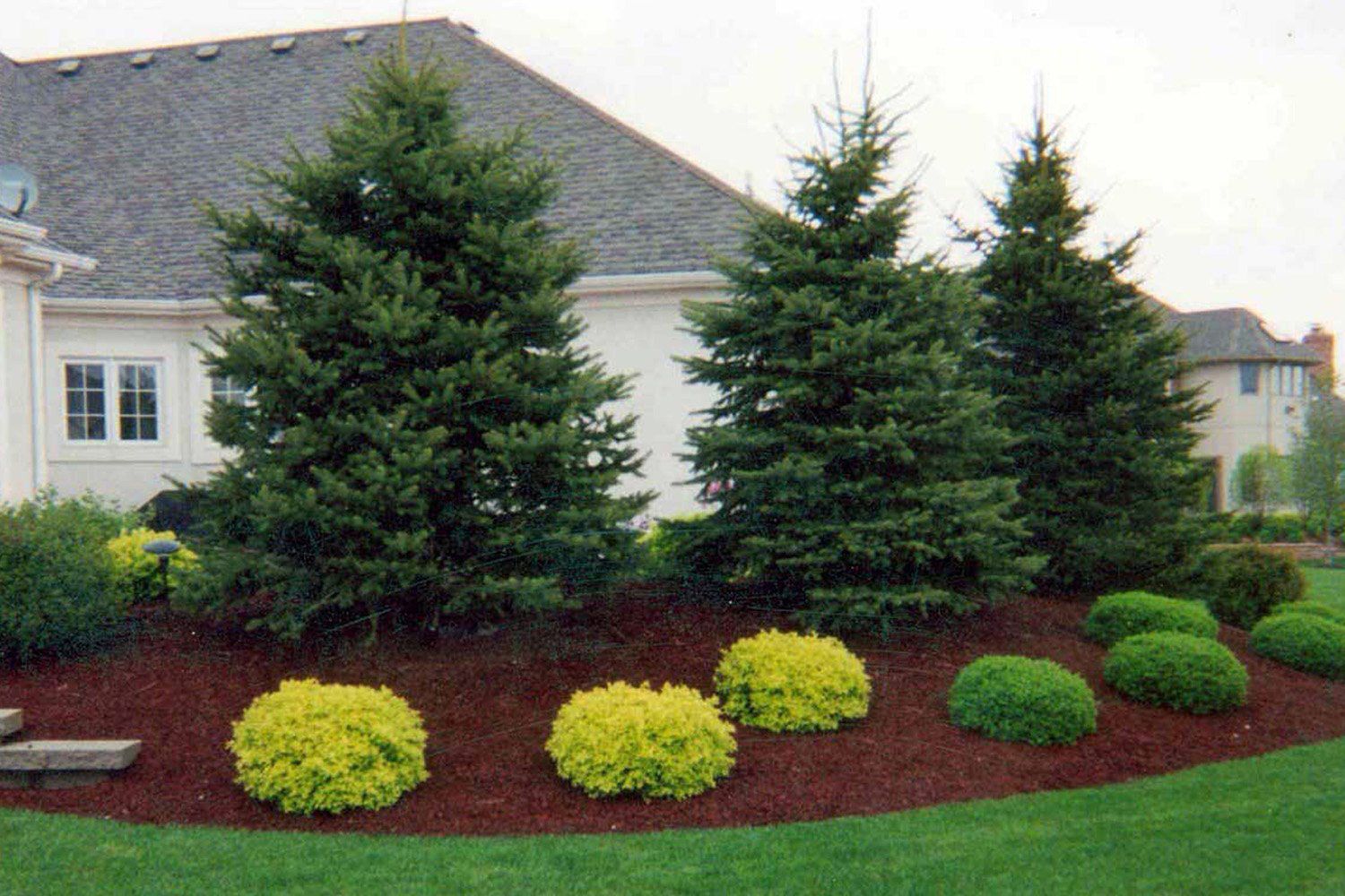 beautiful evergreen landscaping FYDYXLN