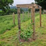 building a grape arbor HREDAYK