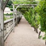 building a grape arbor NDWBECT