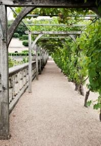 building a grape arbor NDWBECT