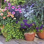 container garden arrangements: container gardening ideas and more KZIBAUB