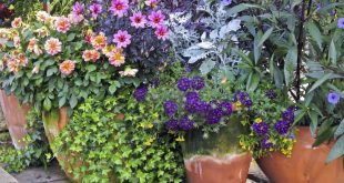 container garden arrangements: container gardening ideas and more KZIBAUB