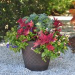 container gardening ideas 3: shady solution SKUPUWI