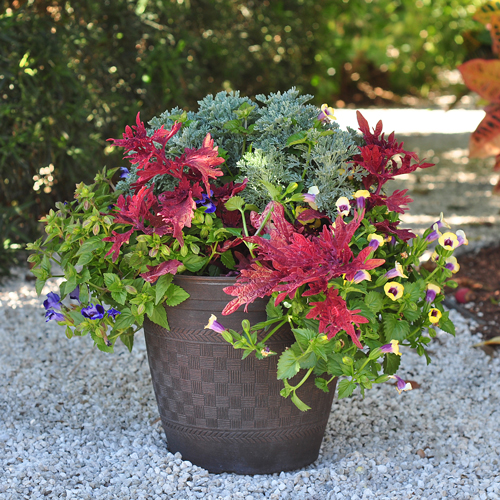 container gardening ideas 3: shady solution SKUPUWI