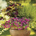 container gardening ideas big container garden ideas OPJQNOZ