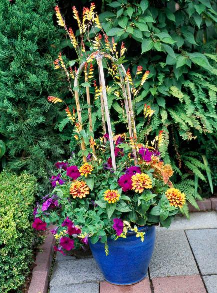 container gardening ideas vines so fine. vines can give your container garden ... ZMFCERL