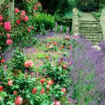 cottage garden image PBQWEYU