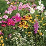 cottage garden mix wildflowers 3 RABMQHX