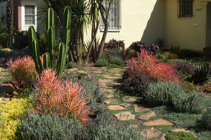 drought resistant landscaping ... drought tolerant landscape design los angeles | garden of eva DOGHVWN