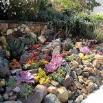 drought resistant landscaping drought tolerant landscapes san diego, ca XGZYIJB