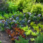 edible landscaping baby ... SNIHHHS