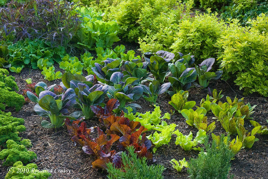 edible landscaping baby ... SNIHHHS