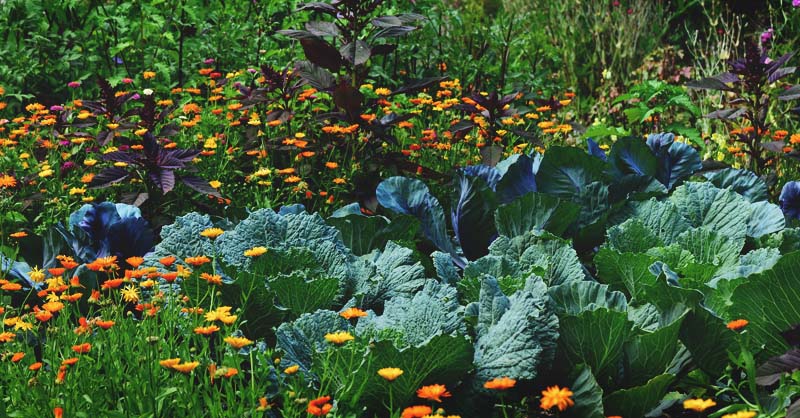 edible landscaping: how to start a beautiful perennial plot for food supply AOXROOR