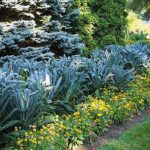 edible landscaping kale NYIGRNY