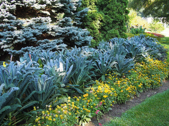 edible landscaping kale NYIGRNY