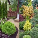 evergreen landscaping ideas - eternal oases ZPYMZAE