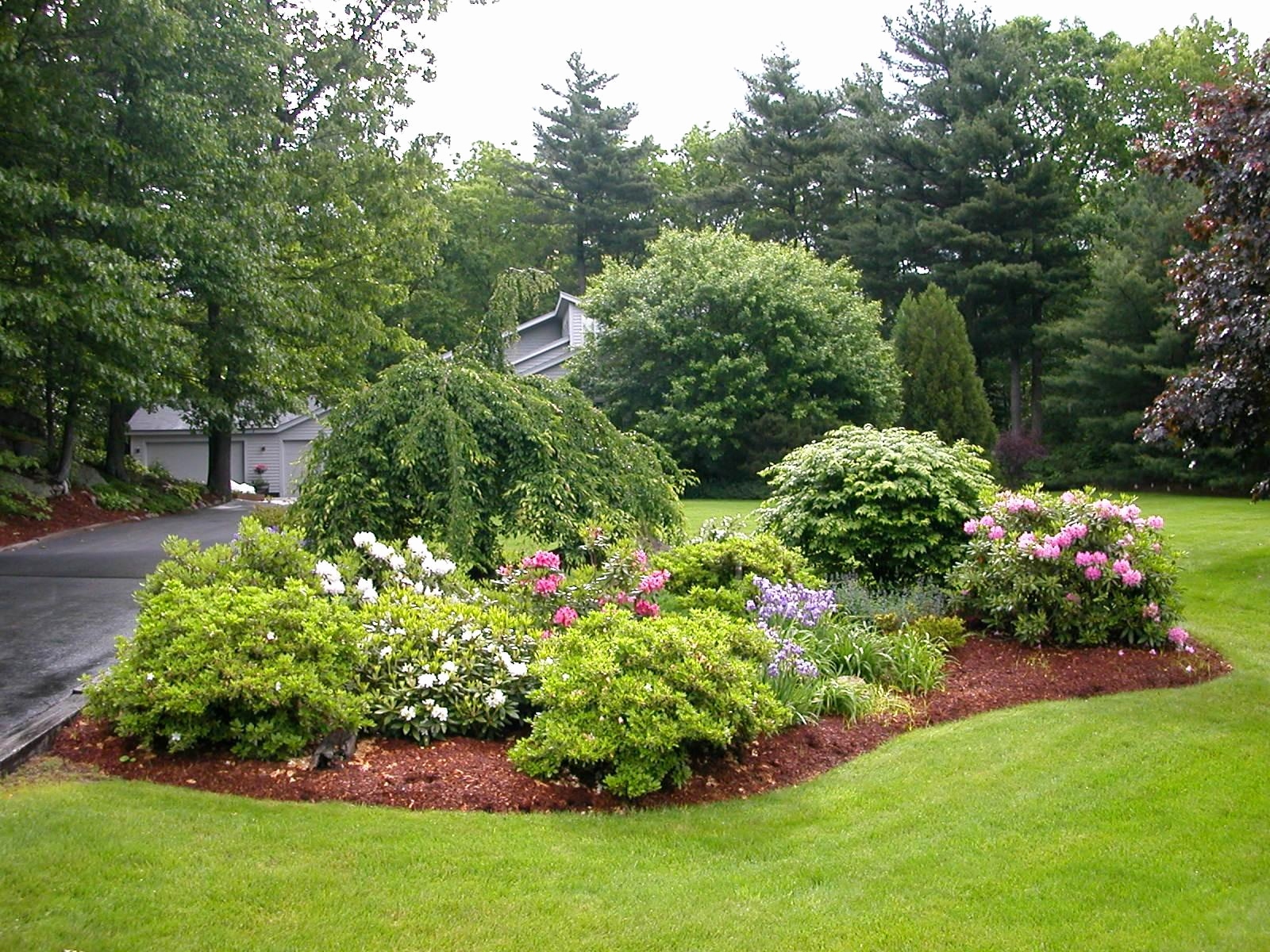 evergreen landscaping style ideas AMALOVS