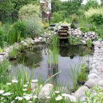 file:garden pond 1.jpg NFKSBAM