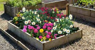 flower beds 9 inch high timber raised flower bed NHKUGXW