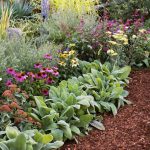 flower beds all-star perennials CLMVARS