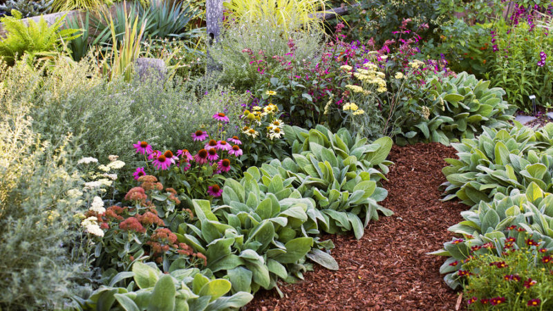 flower beds all-star perennials CLMVARS