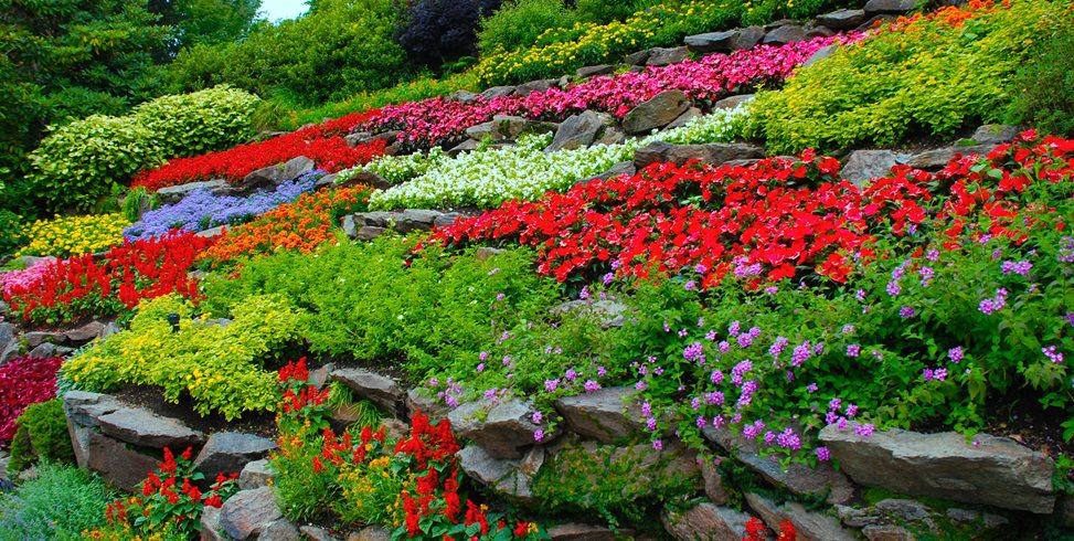 flower garden designs colorful flowers, terraced hillside garden design calimesa, ca MLBZOQS