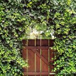 garden gates garden gate with ivy arch YHBPCYB