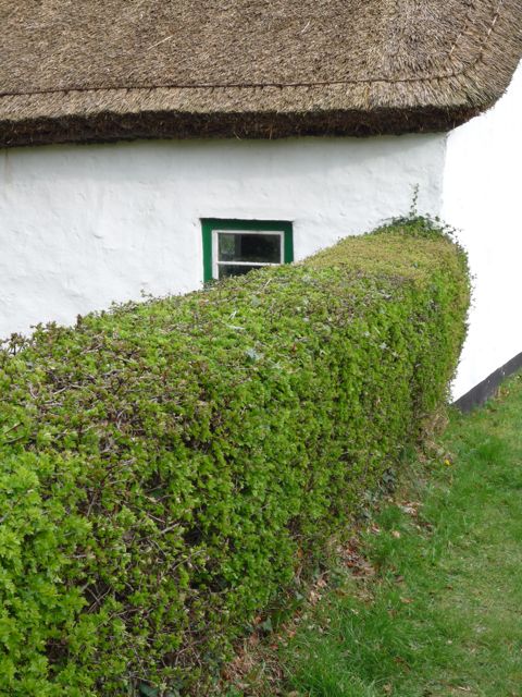 garden hedges a ... YUNTXNR