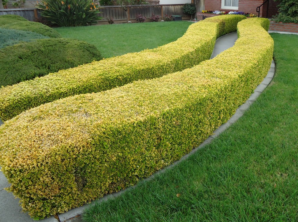 garden hedges creative hedges YBEJFIG